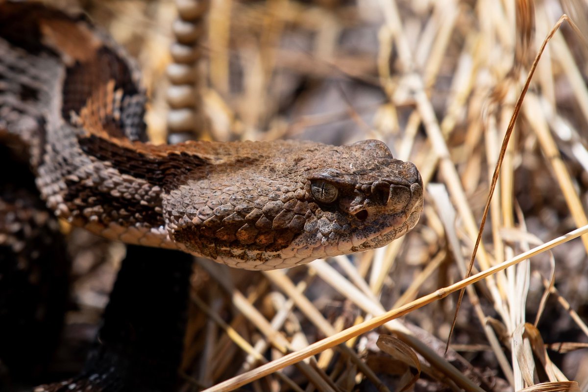 tnrivergorge's tweet photo. Did our intern just take one of the wildlife photos of the year?! Don’t worry, we already made sure it was with a zoom lens.

Although rightfully intimidating, Timber Rattlesnakes are relatively docile critters that avoid humans at all costs.

📷 Patrick Higgins https://t.co/BAxDXUZnJm