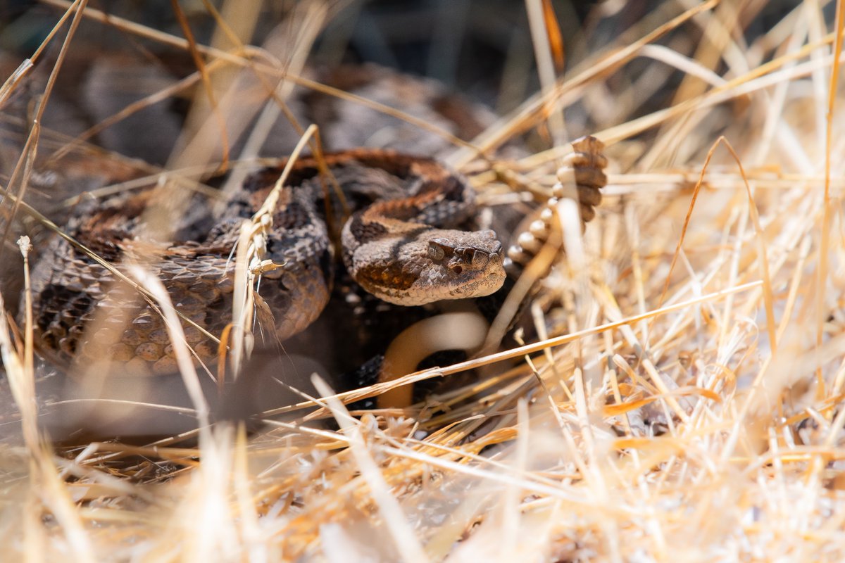 tnrivergorge's tweet photo. Did our intern just take one of the wildlife photos of the year?! Don’t worry, we already made sure it was with a zoom lens.

Although rightfully intimidating, Timber Rattlesnakes are relatively docile critters that avoid humans at all costs.

📷 Patrick Higgins https://t.co/BAxDXUZnJm