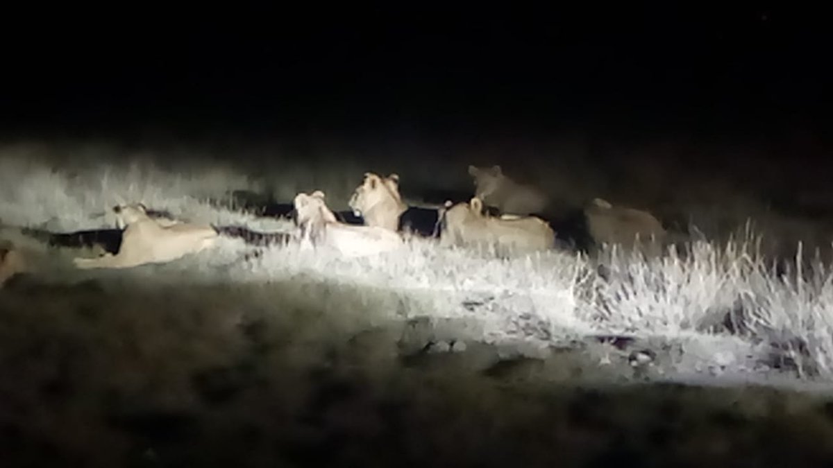 EcotourismP's tweet photo. #AmboseliNationalPark #AmboseliNightgamedrive 
Are you a Tour operator or  Travel Agent with guests staying within Amboseli National park? Make this extra activity in the bucket list. Pick up any hotel within Amboseli either before or after Dinner. https://t.co/ITe9CT15qh