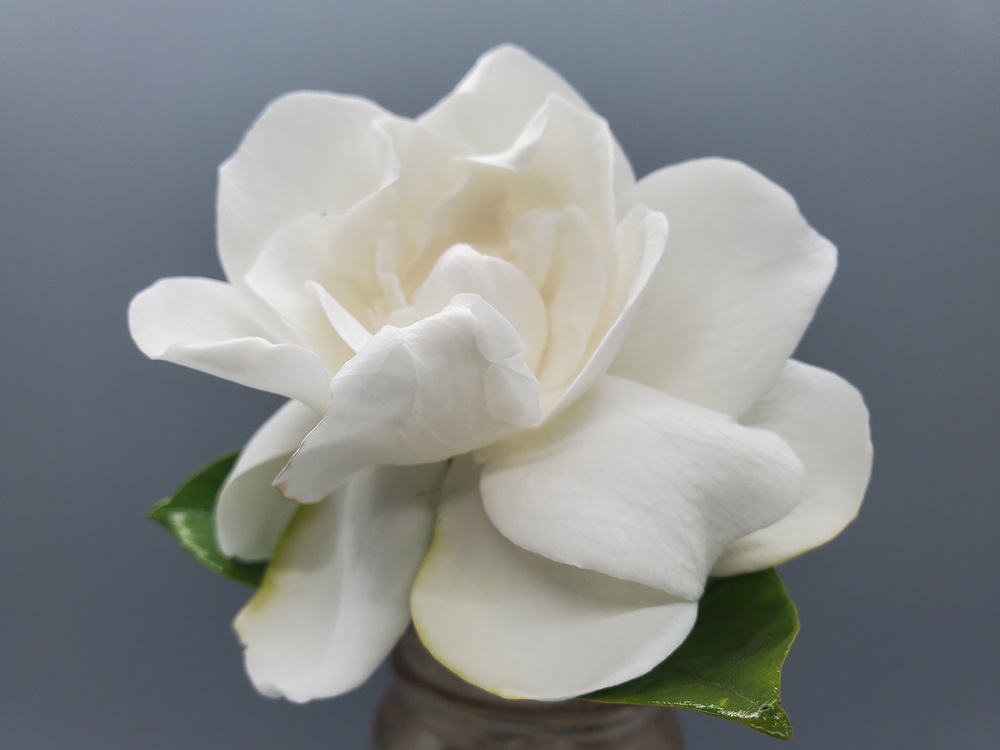 Dunn4Authors's tweet photo. It's Aloha Friday
Gardenia is a genus of flowering plants in the coffee family, Rubiaceae, native to the tropical and subtropical regions of Africa, Asia, Madagascar and Pacific Islands, and Australia.
-Wikipedia
#AlohaFriday #ItsAlohaFriday #AlohaStateOfMind https://t.co/uGznmRd9Rk