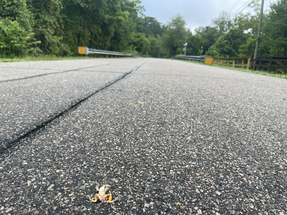 Caleb Mitchell tweet media