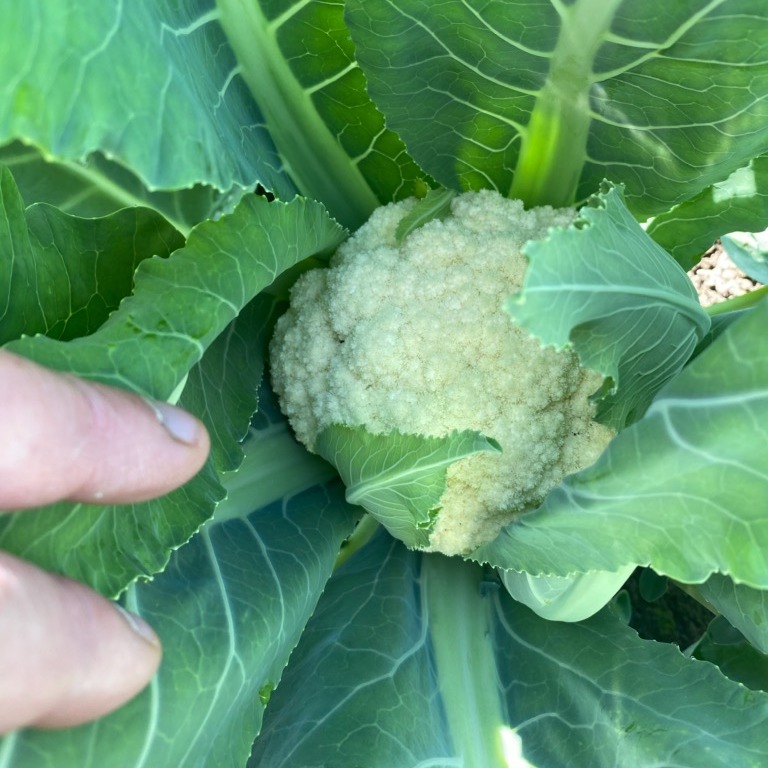 Cauliflower: The veggie that can do it all! From mashed to roasted to rice, it's a versatile addition to any dish. Give it a try!