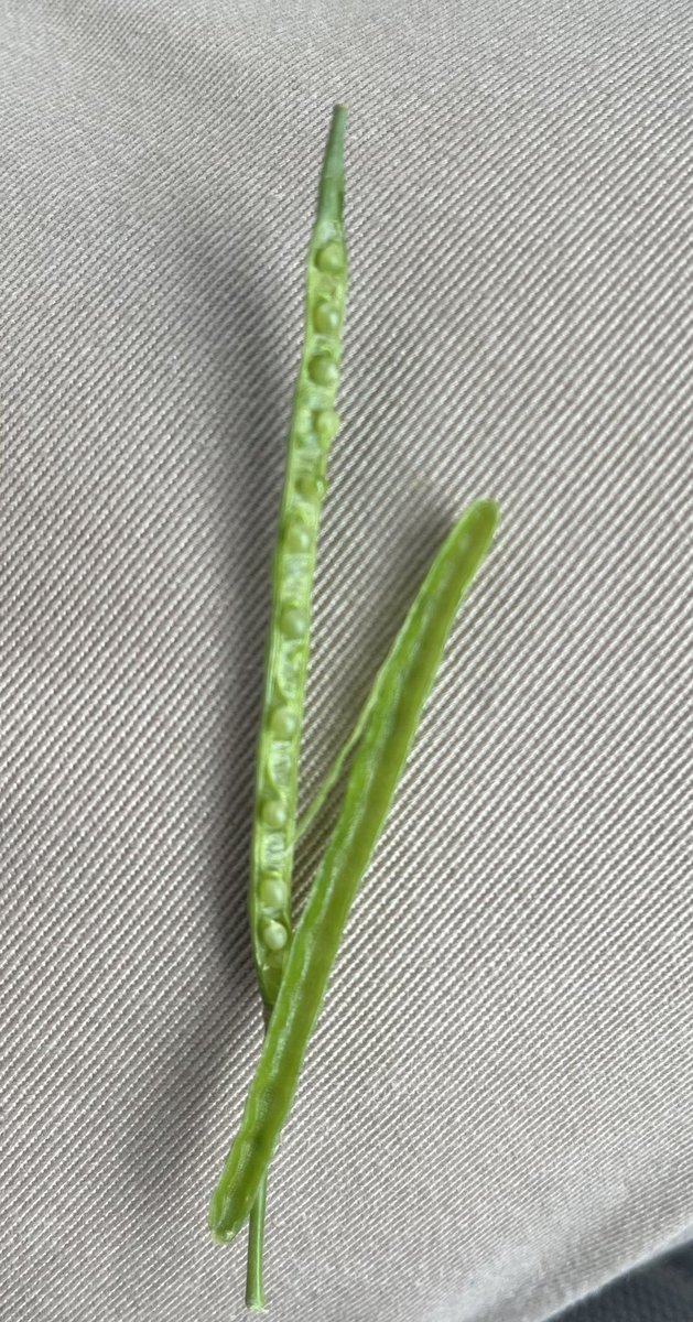 Some great looking <a href="/VICTORYcanola/">Victory Canola Program</a> west of Camrose just coming into the end of flowering. Make sure to reach out to your trusted Cargill representative to get signed up as this program tends to fill up quickly! Have a great day everyone!