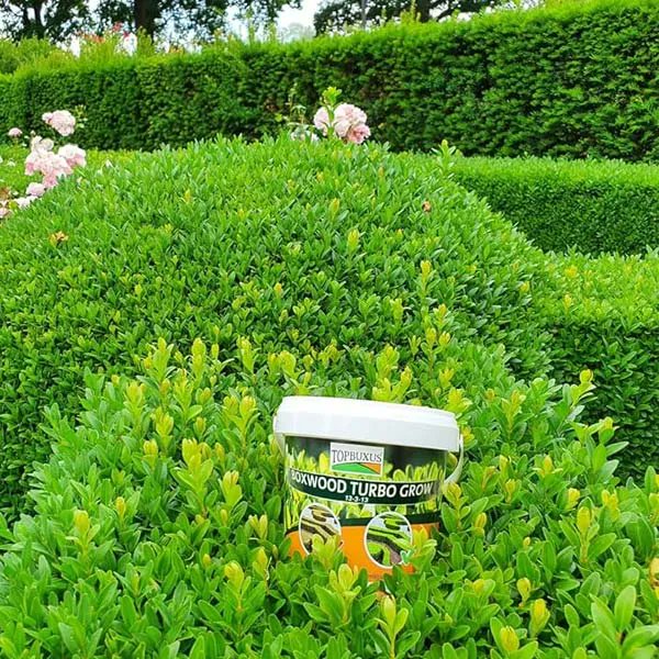Pasquesis's tweet image. Feed your boxwood in August, June &amp;amp; April. Three applications of control-release fertilizer, 'Turbo Grow', promote a healthy root system, growth, &amp;amp; lush, green leaves. pasquesi.com/topbuxus-profe… #boxwood #fertilizer #Topbuxus #shrubs #tips
