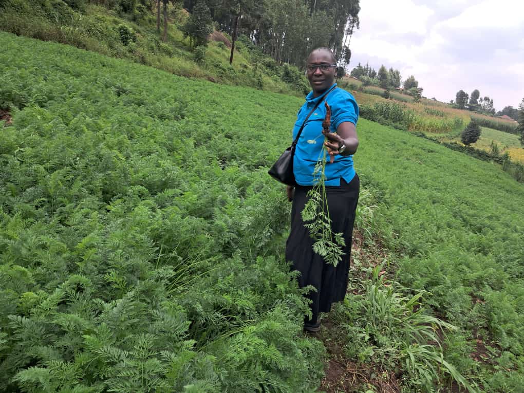 DivineOrganicUg's tweet photo. Our MD @NoelaOjara checks the quality of carrot roots devpt in a garden managed by a #Musopisiek women group, Kween Dist. We buy all carrots produced by Musopisiek (Benet Ndorobo), an endangered &amp; indigenous community on Mt. Elgon. #HortiMAP @TechnoServe @IrlEmbUganda #AmaroFoods https://t.co/JZdSywDXmV