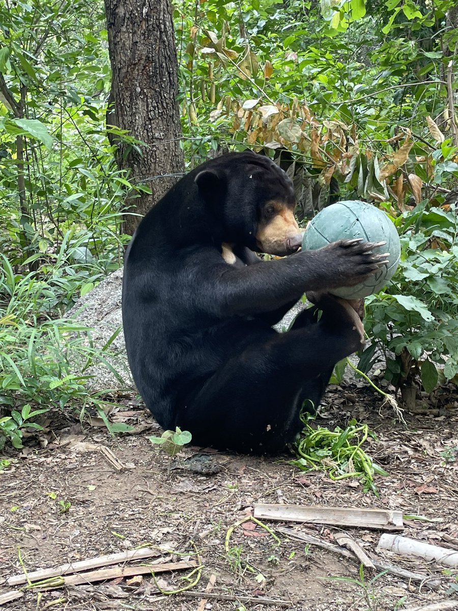 CDSHumanities's tweet image. Fantastic day for everyone helping at the Cambodia free the bear charity outside Phnom Penh. We learnt all about the plight of both Moon and Sun bears and helped the keepers, clean, garden and feed these wonderful creatures.