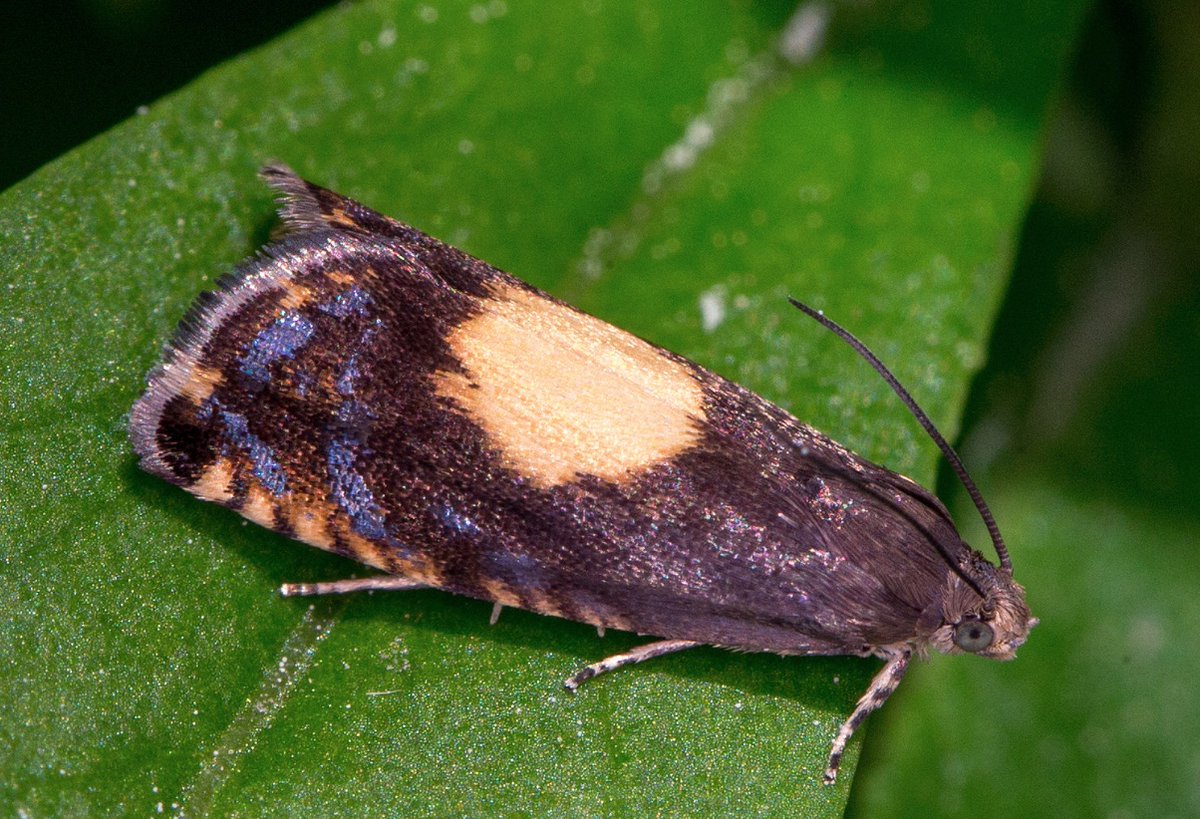 Stokey_Nature's tweet photo. A fab day #mothtrapping today @abneypark helped by Abney Trust staff Haydn, nature vol Shelagh Taylor, Steve Bolton of @savebutterflies and lots of lovely attendees. Caught the wonderfully named August thorn, pale prominent and regal piercer (image: Jerzy Strzelecki) among others https://t.co/beuMDIMJMQ