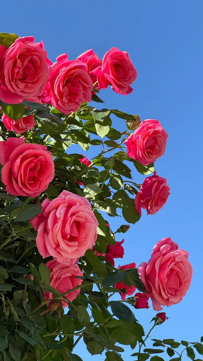 ConnectAssists's tweet photo. 野バラも綺麗ですね https://t.co/kN6FAXl38h