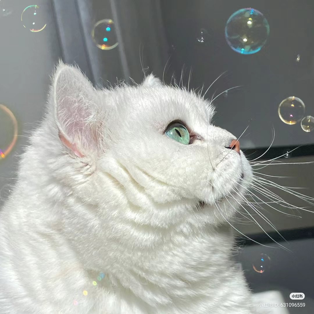 No Context Cats (@nocontextscats) on Twitter photo 