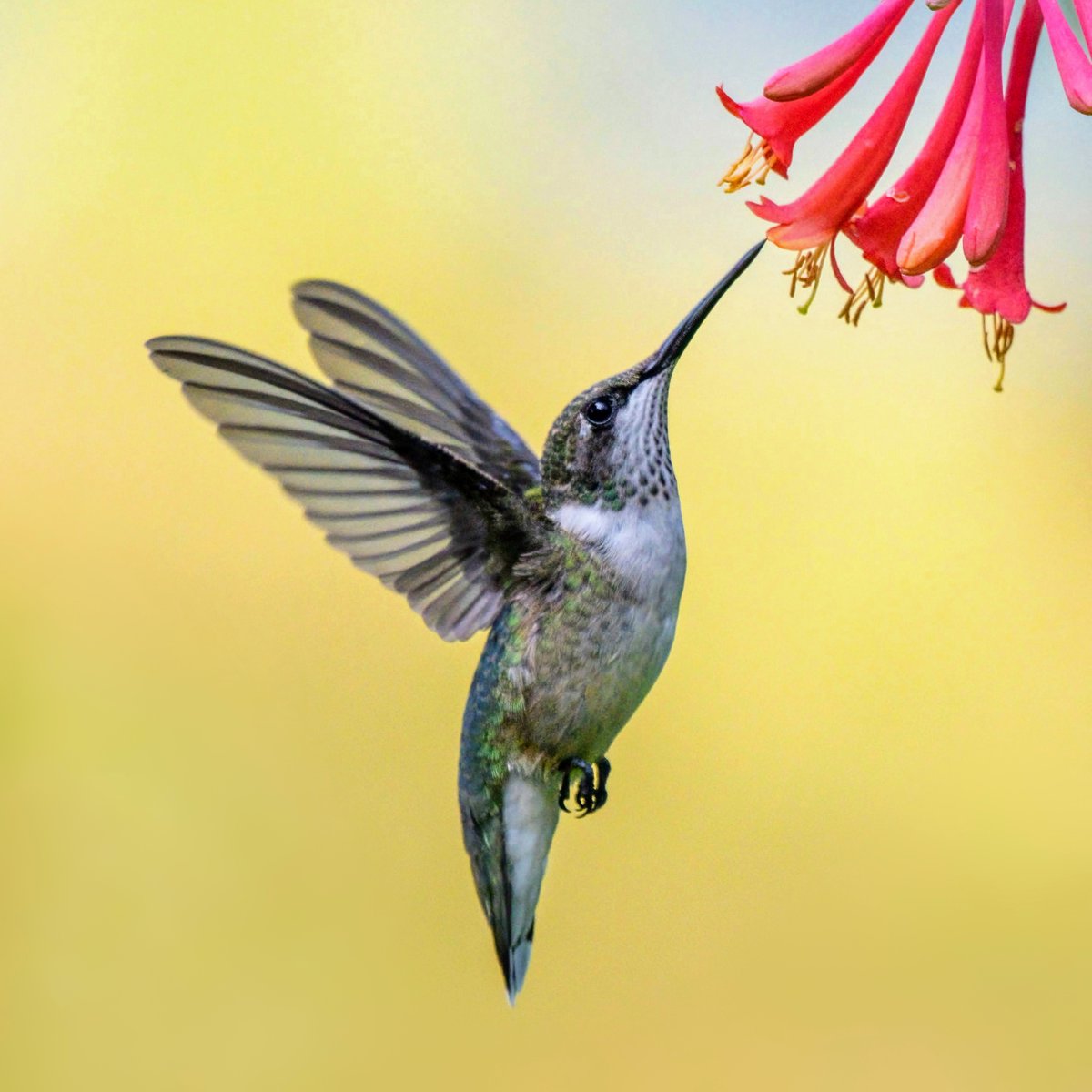 Manhattan Bird Alert tweet media