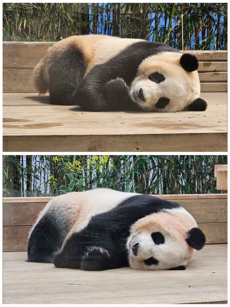 panda_fubao's tweet photo. 푸바오 생일축하해
#영원한_나의아기판다_생일축하해
#푸바오는_처음부터_해피엔딩이었어
#Happy4thBday_Fubao
#Happy_FUBAO_Day
잠 푹 잘자고
내일도 재밌고 신나는 일만 가득하길~
내일도 시원한 얼음을 주길🙏 https://t.co/PlSoJkjPkO