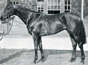 HORSERACING1002's tweet image. GULF STREAM🇬🇧1943
(HYPERION - TIDE AWAY BY FAIRWAY)#GulfStream
B/O 17th Earl Of Derby 🇬🇧1943
T/ Walter Earl
9-5-1-1---£10,537
1945 Champion 🏆  2yo 🇬🇧
Chesterfield S, June S, Gimcrack S, Craven S, Eclipse S.
2nd Epsom Derby, 
3rd Eclipse S,
Stood in Argentina, Haras Argentino 🇦🇷