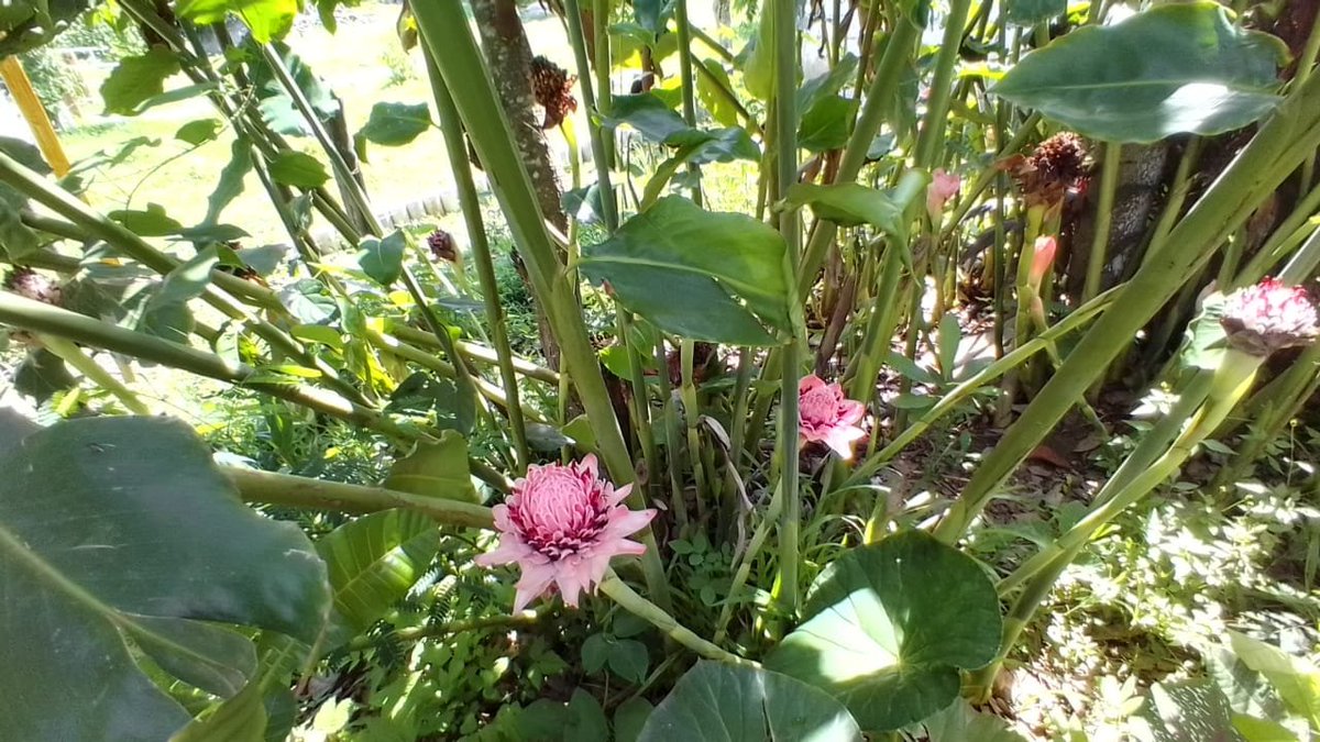 Ellie 🇲🇽 tweet media