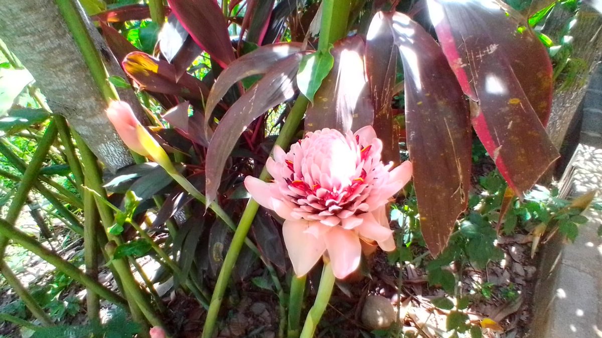 Ellie 🇲🇽 tweet media