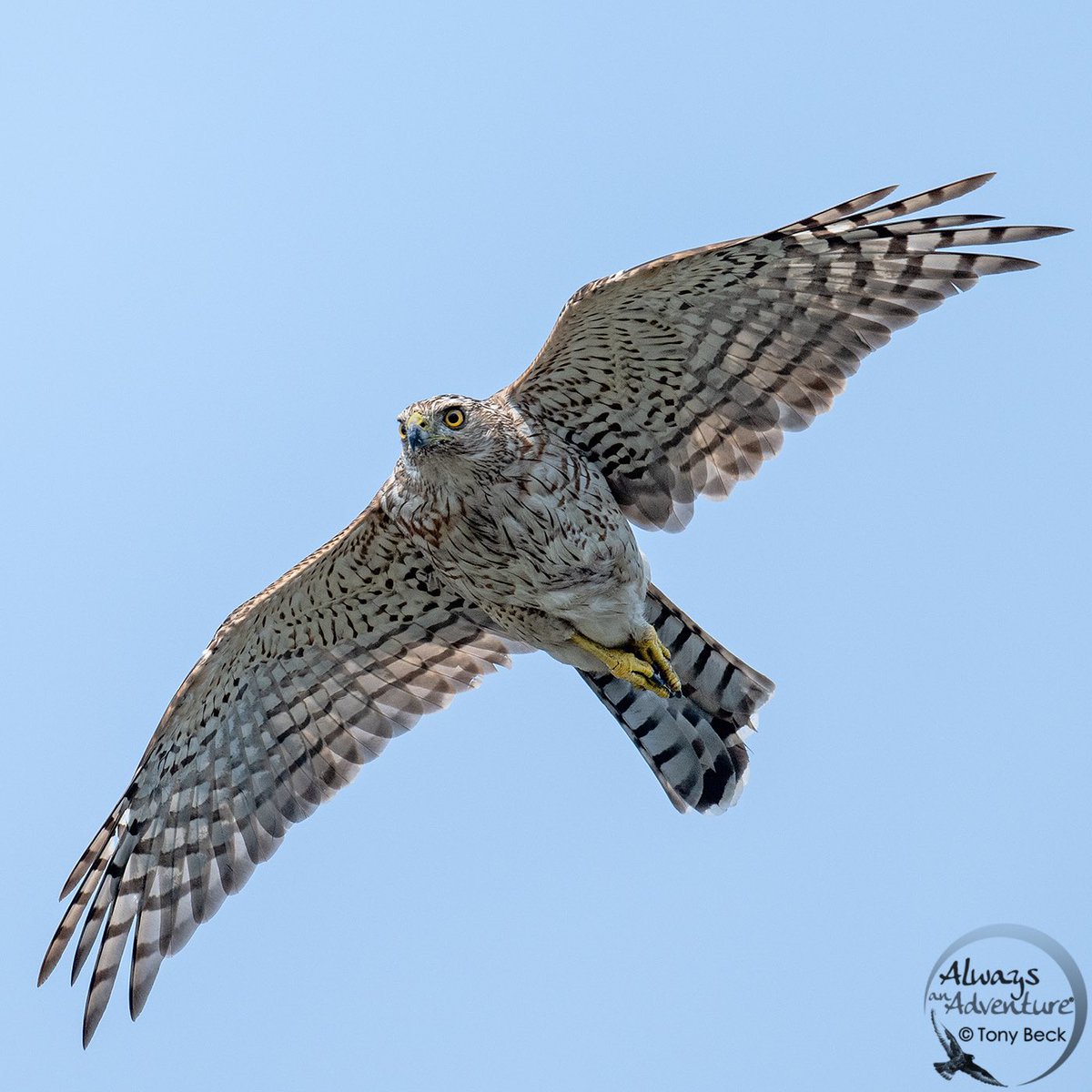 Immature Coopers Hawk flying by our balcony on the 23rd floor! #ottawa #ottawaontario #vortexcanadabirding #birdingphotography #birdwatchingphotography #raptor #birdofprey #birdofpreyphotography #z8 #coopershawk #airborne #flying #nikon #nikoncanada #nikoncanadaambassador