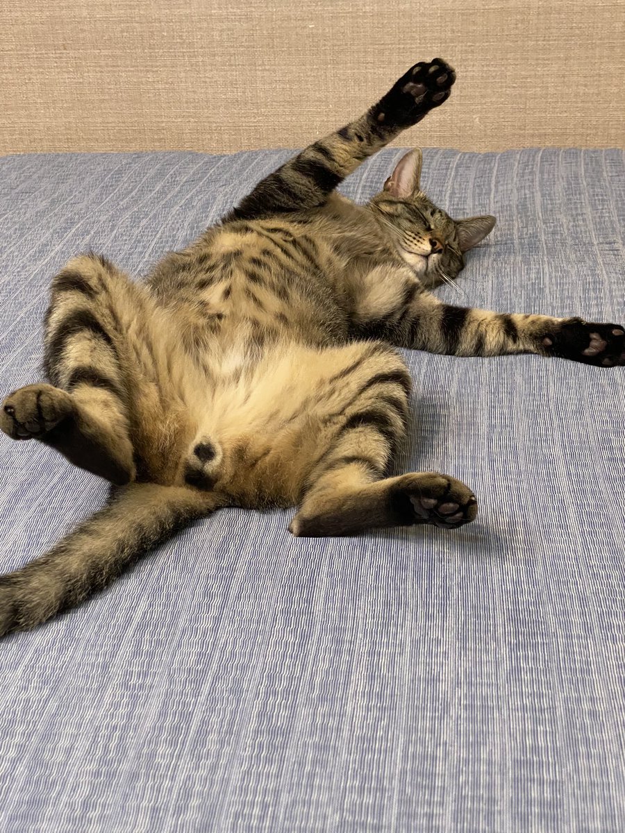 MyWilfer's tweet photo. #猫落ち選手権 

うまい具合に落ちてくれてた😆 https://t.co/Sjorqndhn8