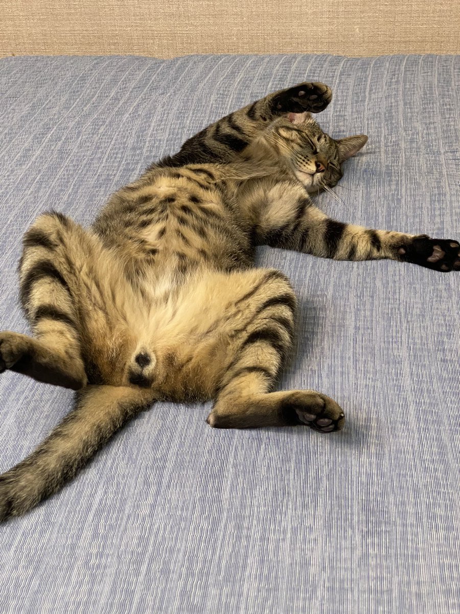 MyWilfer's tweet photo. #猫落ち選手権 

うまい具合に落ちてくれてた😆 https://t.co/Sjorqndhn8
