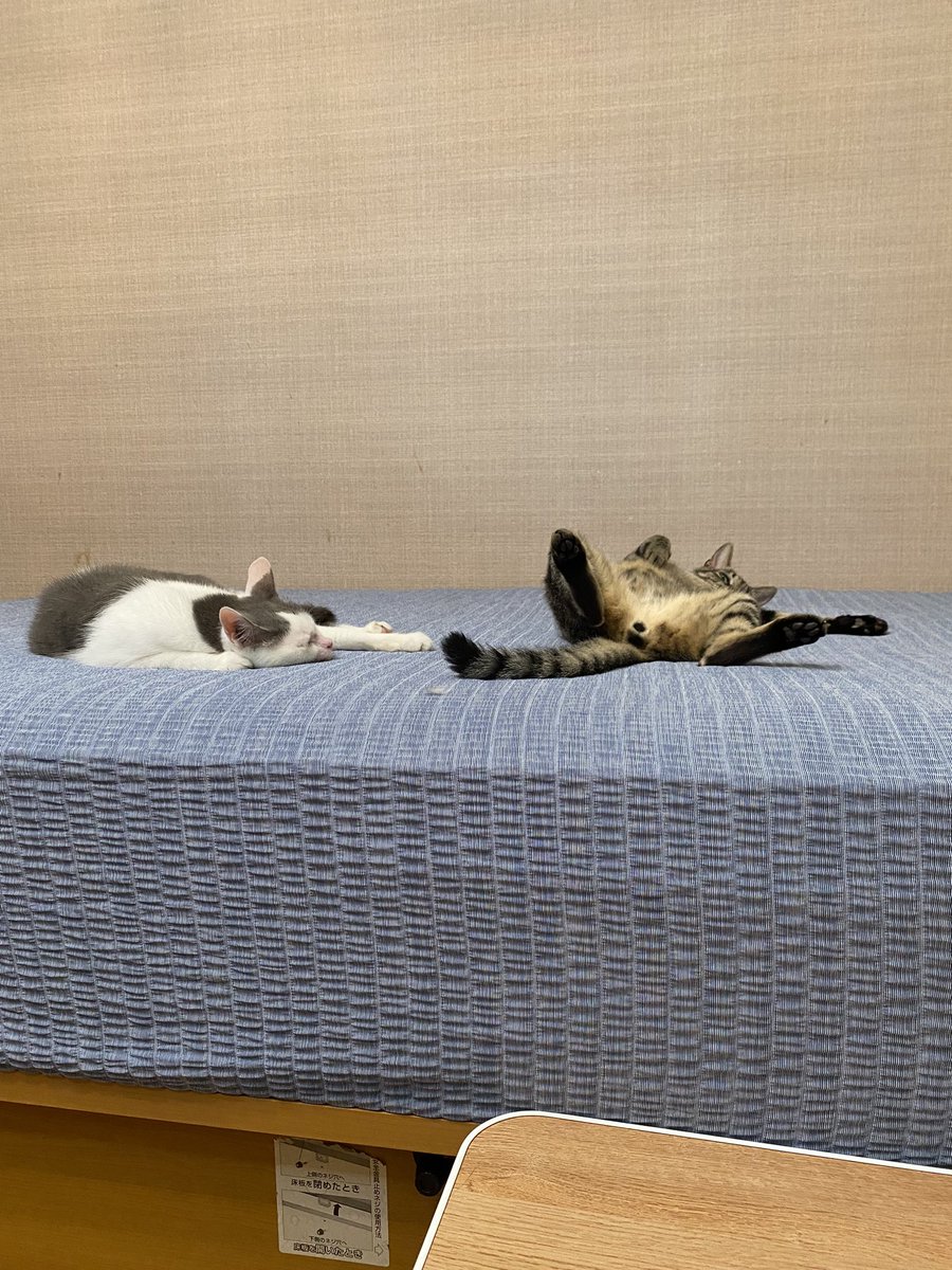 MyWilfer's tweet photo. #猫落ち選手権 

うまい具合に落ちてくれてた😆 https://t.co/Sjorqndhn8