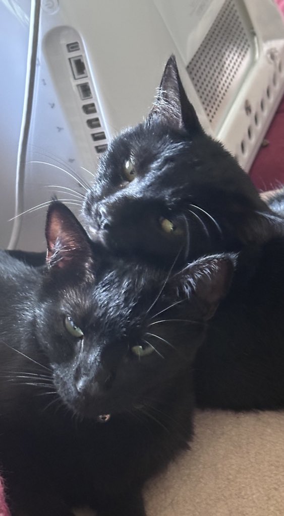 Boots and Binx: bonded bros tweet media