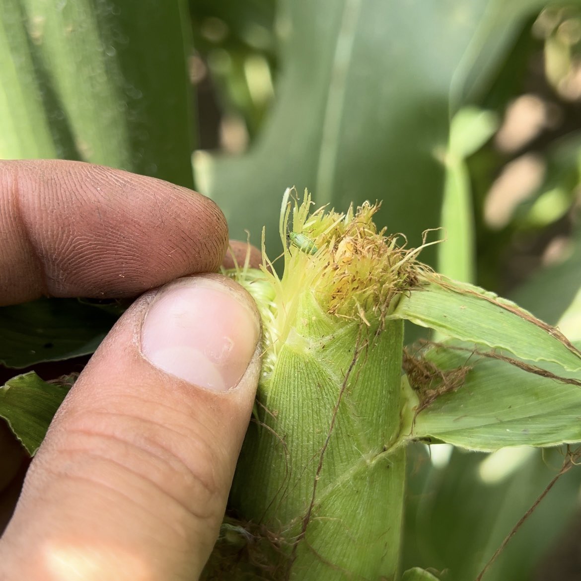 Coop_Block's tweet photo. Stopped in a field 4 miles east of Metcalf, IL &amp; found Northern Corn Rootworm. Corn on corn for many years/last year soybeans/this year corn. We will be setting traps this morning &amp; hope to find out if we are dealing with the NCRW extended diapause variant https://t.co/fybB1JPVrJ