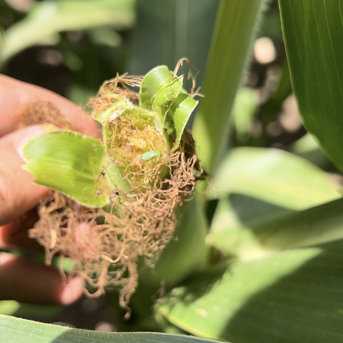 Coop_Block's tweet photo. Stopped in a field 4 miles east of Metcalf, IL &amp; found Northern Corn Rootworm. Corn on corn for many years/last year soybeans/this year corn. We will be setting traps this morning &amp; hope to find out if we are dealing with the NCRW extended diapause variant https://t.co/fybB1JPVrJ