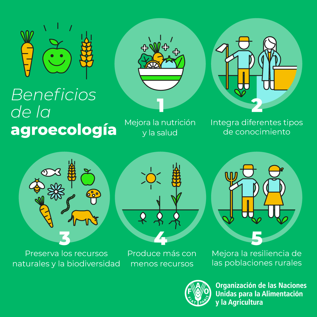 FAOEcuador's tweet photo. Los beneficios de la #Agroecología van más allá del campo 👩‍🌾

🌎 Mejora la resiliencia 
💰 Impulsa la economía local
💧 Conserva los #RecursosNaturales y la #Biodiversidad
💡 Promueve el saber tradicional

#MejorProducción https://t.co/Spv7oBniLK