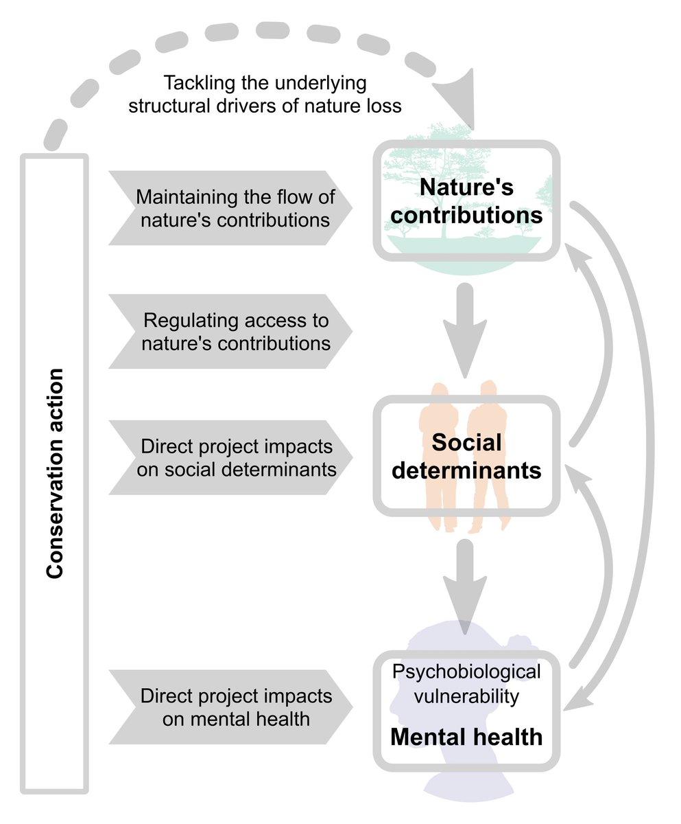 1/🌿🙂Check out our new <a href="/OneEarth_CP/">One Earth</a> paper: a framework on nature’s contributions to social determinants of mental health and the role of conservation. For anyone working at the interface of #health, #biodiversity and #conservation!

cell.com/one-earth/full…