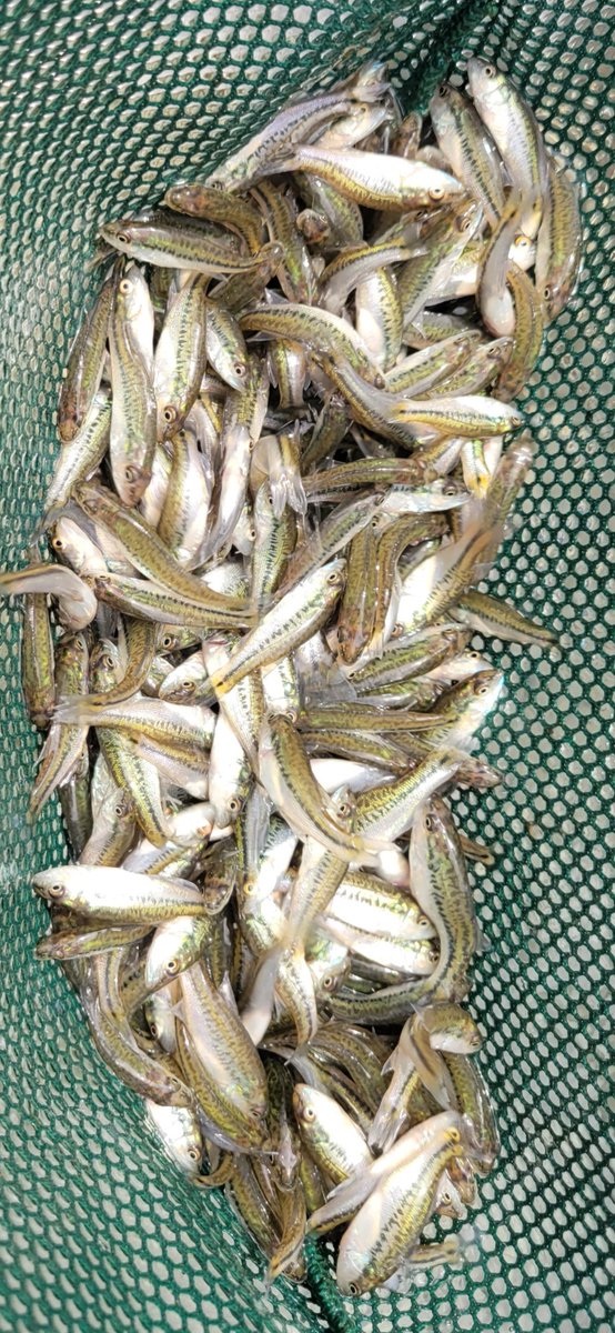 CityGrimes's tweet photo. Feel like going fishing? The Iowa DNR stocked Largemouth Bass into the small pond at GrimesPlex! Learn more about fishing in Grimes, including a map of other public ponds, at https://t.co/AX0jFQyP3w. https://t.co/3kH7pkUVdm