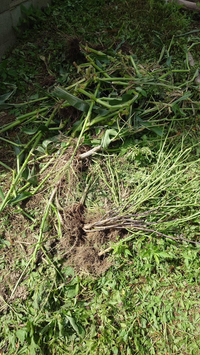 winun0's tweet image. 仕事の傍ら、畑を借りて少し野菜を作っていたですが鹿に全て食べられていました。
改めて農家の方に敬意を持って買い物に行ってきます。
今の時代、家でパソコンがあれば食べていける仕事も増えてきました。その食べる物を作っている方が貧しくなる社会にはなってほしくないです
#農家漁師からのSOS