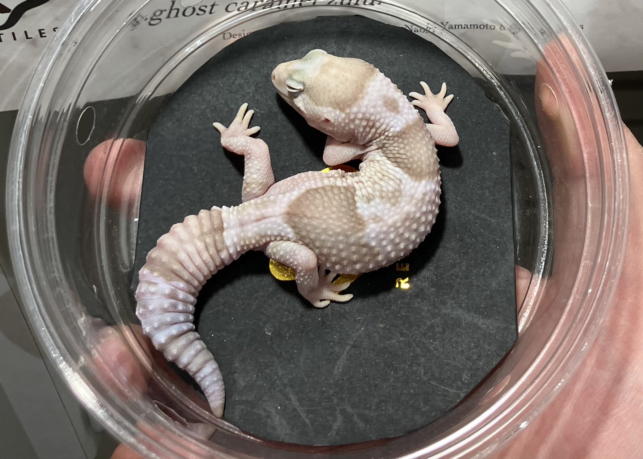 SHN REPTILES 2.0💮 on X: 