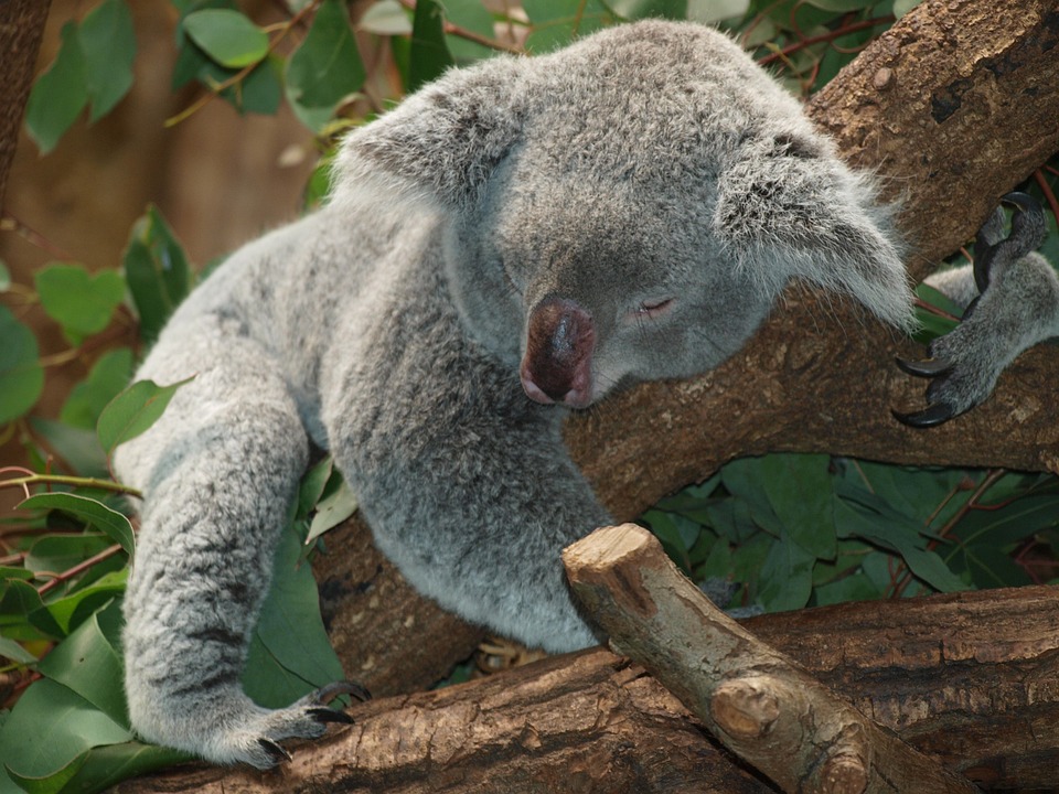 qikipedia's tweet photo. 110 people live on French Island in Australia, alongside 5,000 to 7,000 koalas. They (the koalas) are noted for being chlamydia-free. https://t.co/dQHl96v6ut