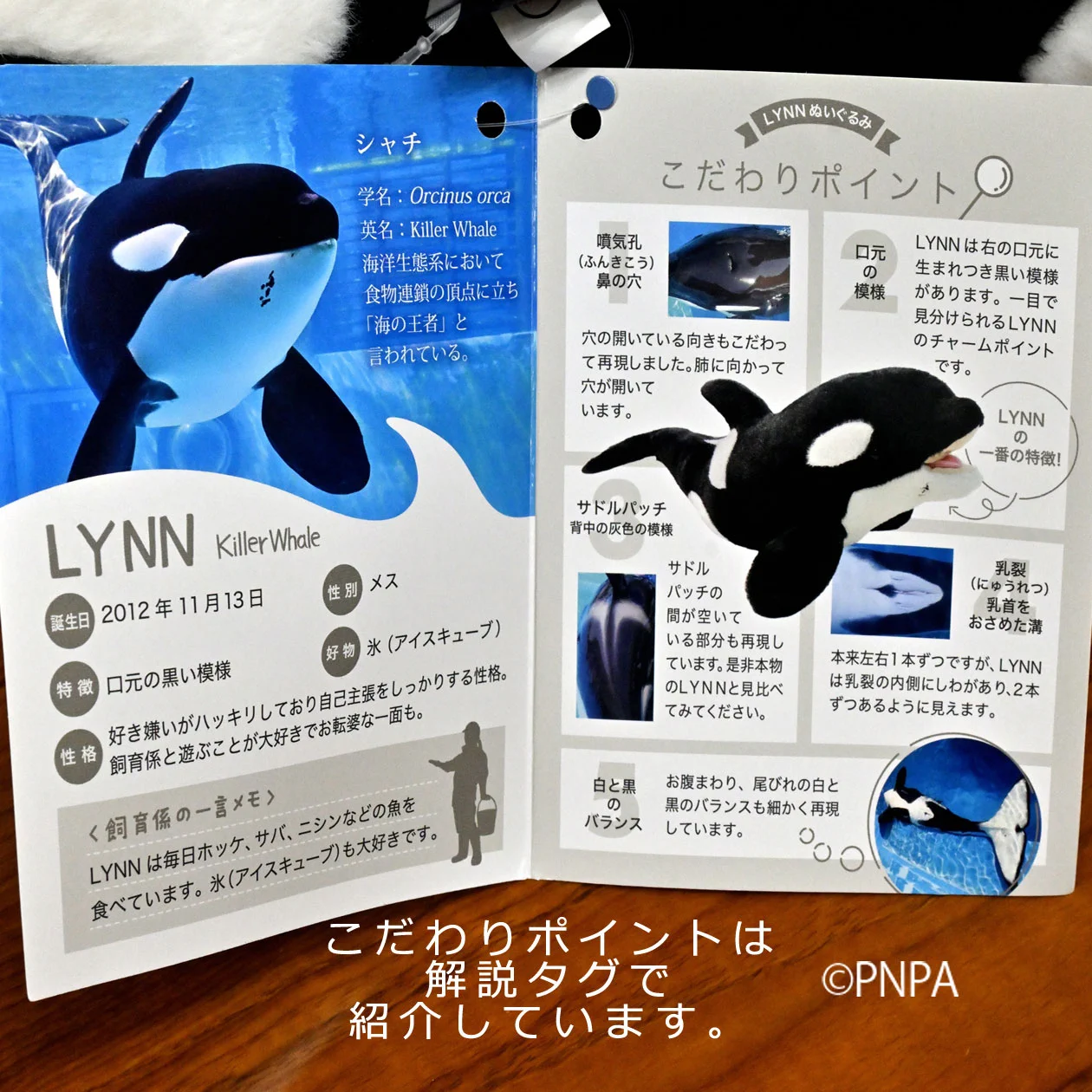 新品タグ付き　名古屋港水族館 飼育員監修シャチ リンのリアルぬいぐるみ　70cm 名古屋港水族館 on X: 