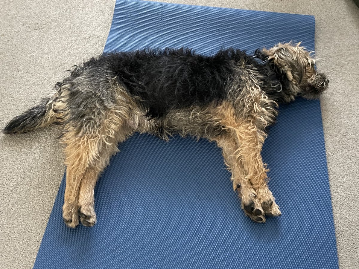 HomesChristineH's tweet photo. My very own Benji ⁦@yogawithadriene⁩ #FWFG #BTPosse #Benedict ⁦@revdlouisjj⁩ #DownDog https://t.co/wdB3QmcZ1L