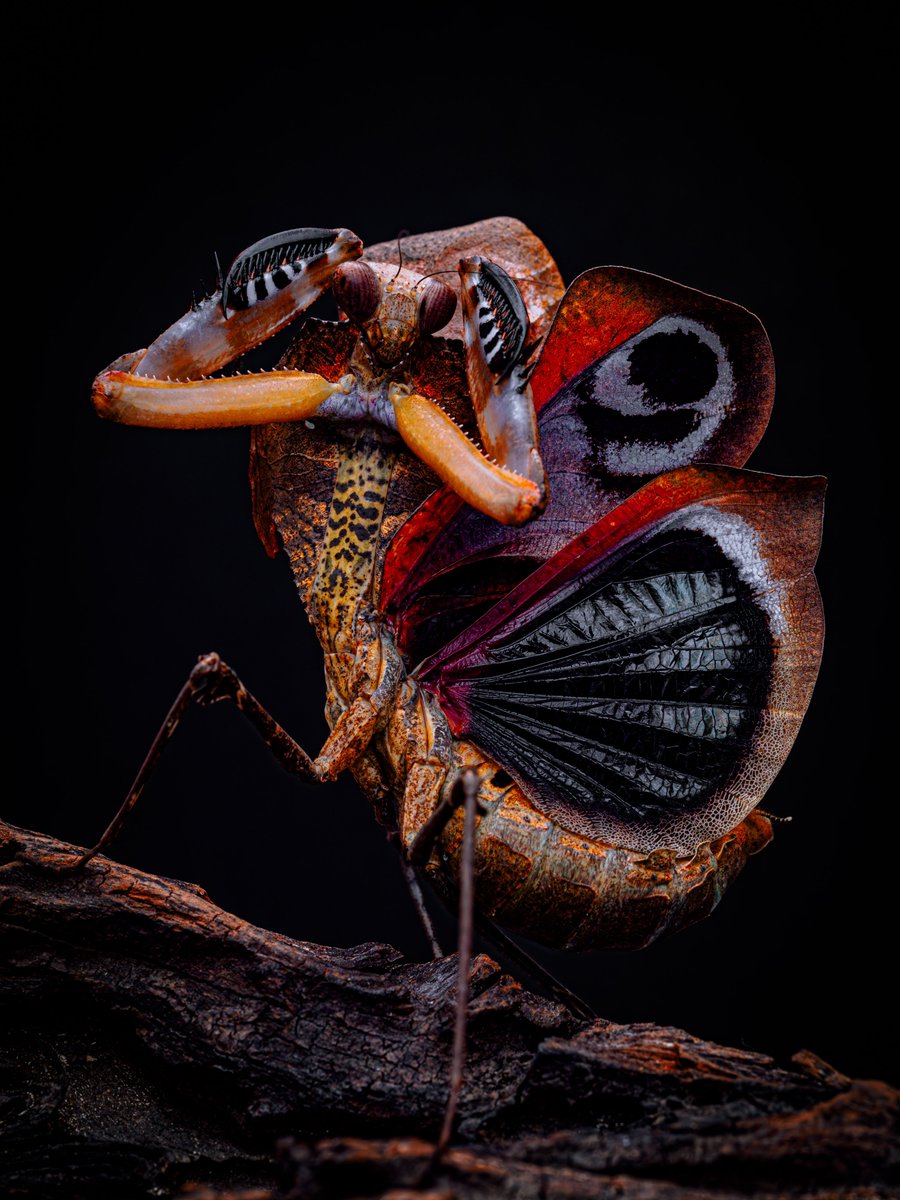 CIDER (@m_religiosa) on Twitter photo 