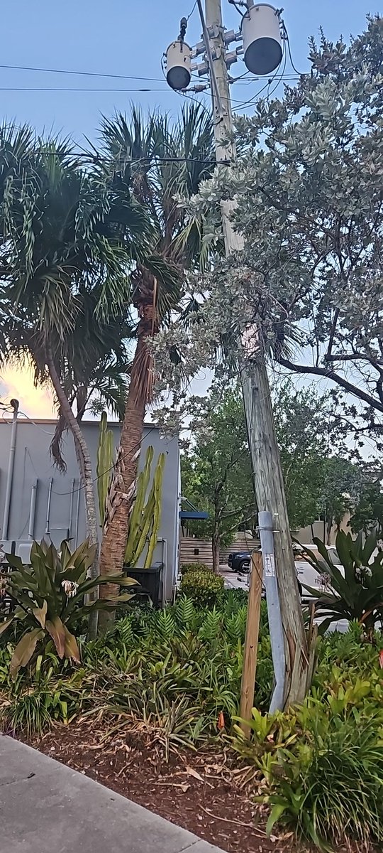 jpfeffs's tweet photo. Three days later. No one has been out to fix it. And the pole has buckled more. Total negligence by @insideFPL https://t.co/B8PHHHiSdo