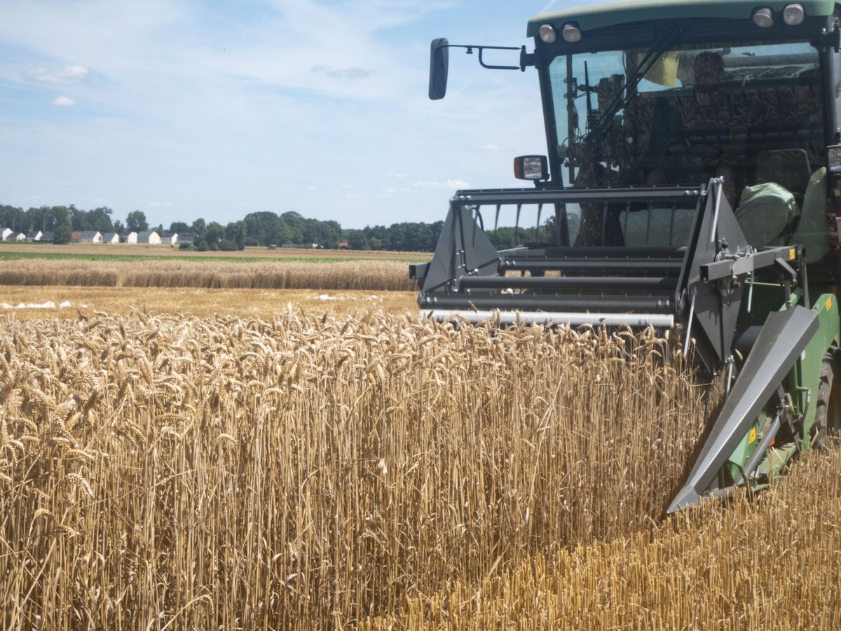 SaatenUnionFr's tweet image. 🚜 Après les orges d&apos;hiver, les moissonneuses sont sorties cette semaine pour la récolte de nos essais blés sur notre site de l&apos;Oise (60) !

✂ Nos saisonniers ont également commencé la récolte à la main des pépinières.

Nous vous souhaitons à tous une bonne #moisson2024 !