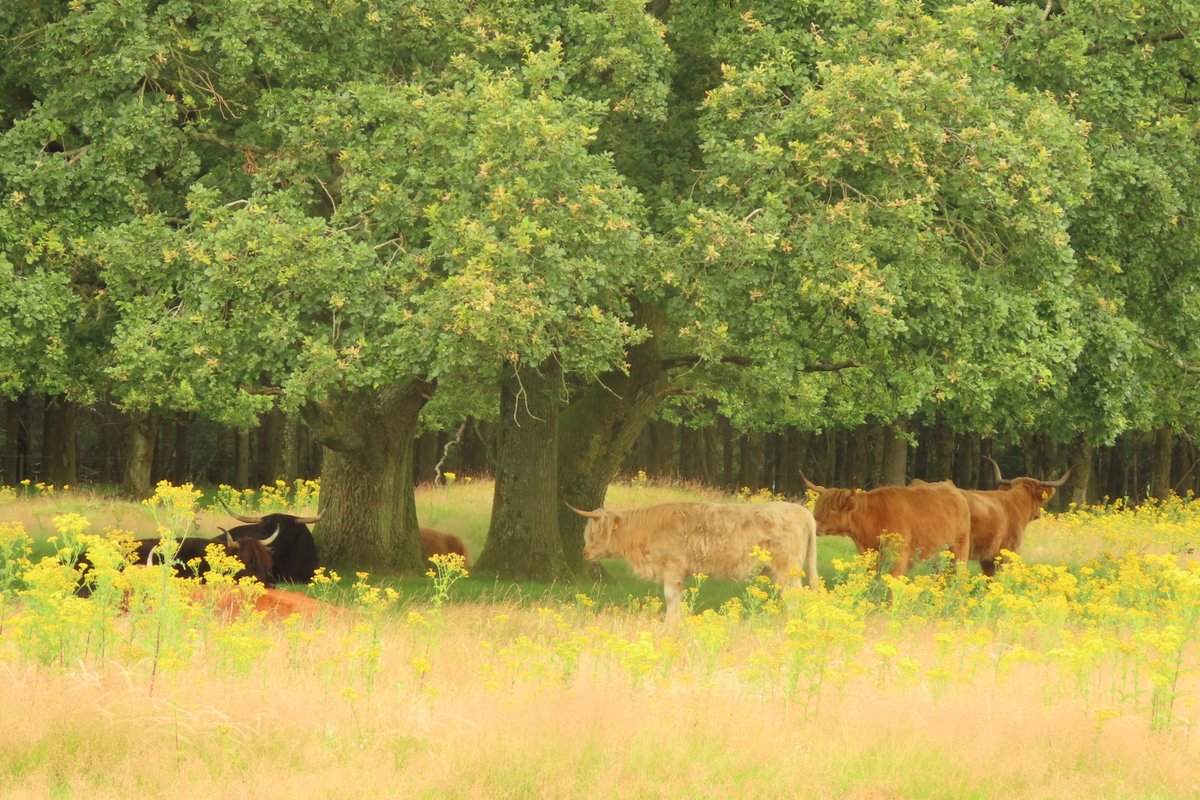 Elsbeth Kwant tweet media