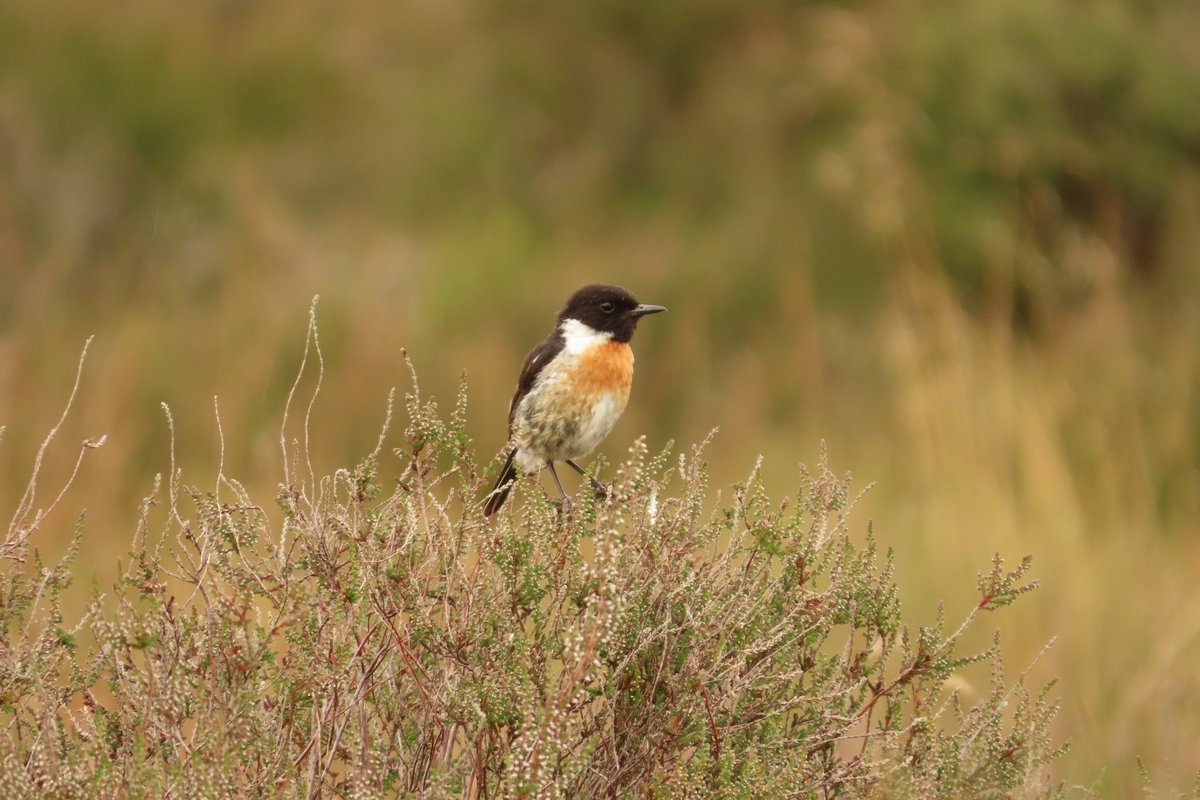 Elsbeth Kwant tweet media