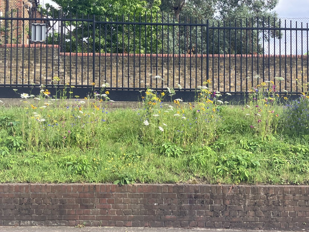 pennymullord's tweet photo. It never ceases to delight me how beautiful the grounds &amp; gardens are at @StGeorgesTrust. Sometimes the littlest patches are put to good use,  like this bit of verge with lovely wild flowers. https://t.co/bcNQItrFwJ