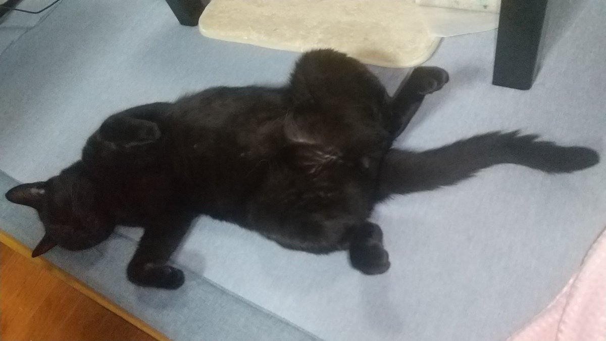 kun0314kun's tweet photo. リラックスしすぎやろ
#ねこ落ち選手権 https://t.co/46xC28kx5j