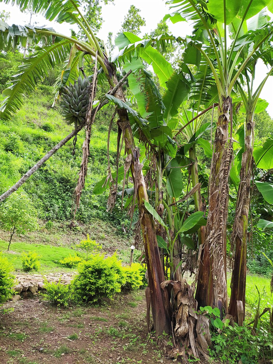 Narayan Adhikari tweet media