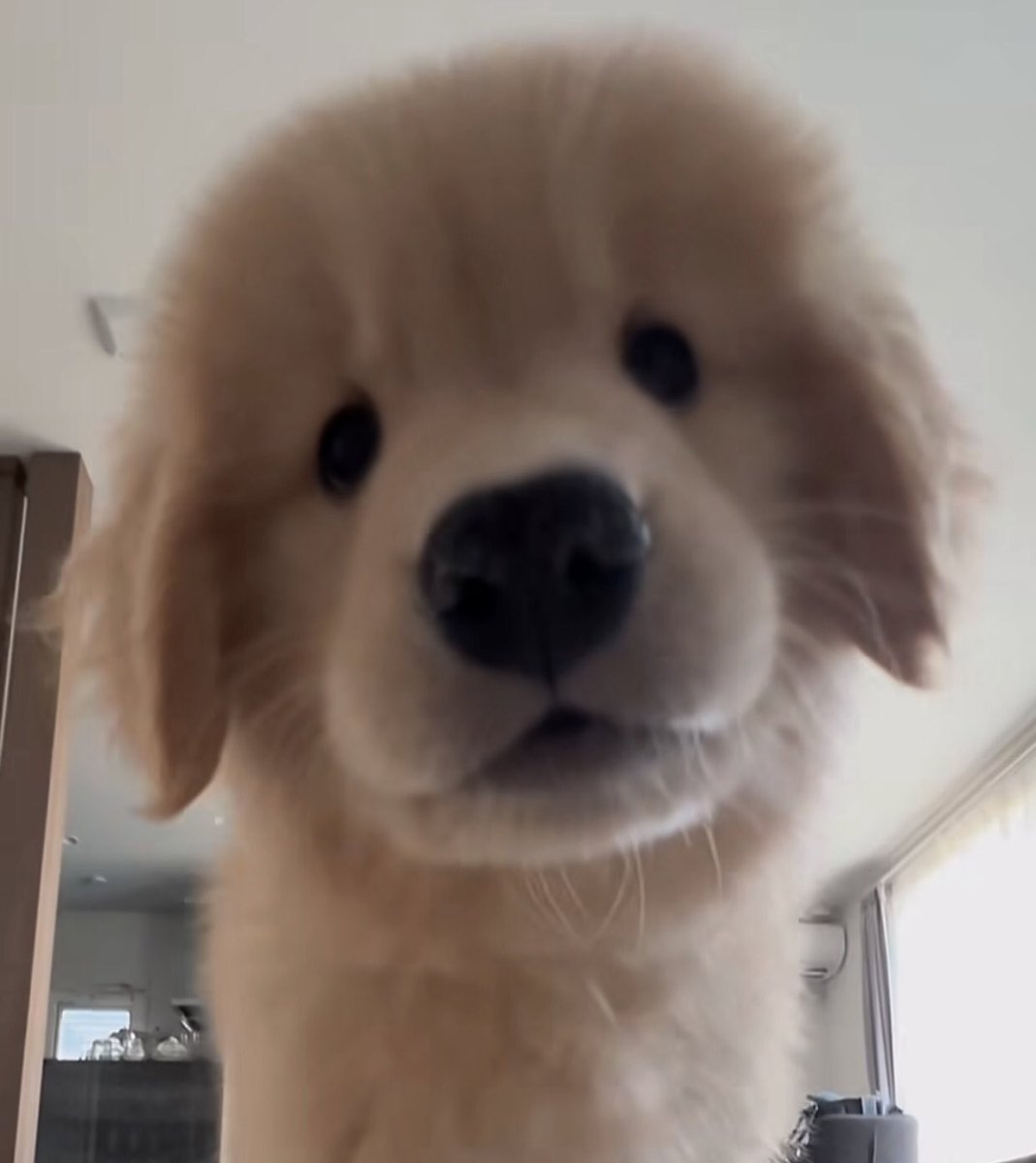 takemybear 🐶 tweet media