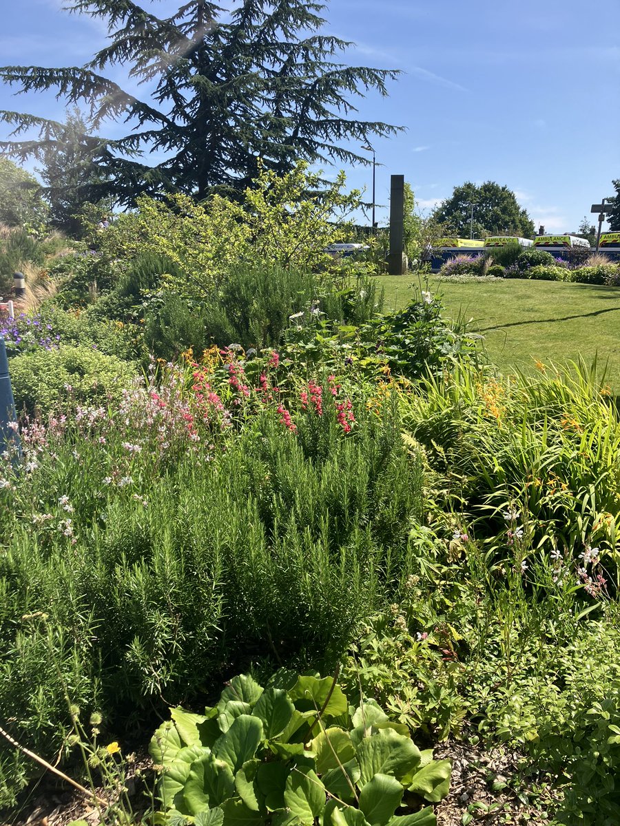 pennymullord's tweet photo. And some bits are like a mini National Trust garden … https://t.co/q8DHorrATY