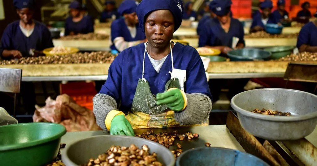 Monafrique8's tweet photo. 🇨🇮 La Côte d'Ivoire booste son industrie avec Arise IIP et JG Group !
Une usine de transformation de noix de cajou à Akoupé-Zeudji, coûtant 100 millions de dollars, doublera la capacité de transformation du pays et créera 10 000 emplois. 
⬇️ https://t.co/4BAhlD7mLC