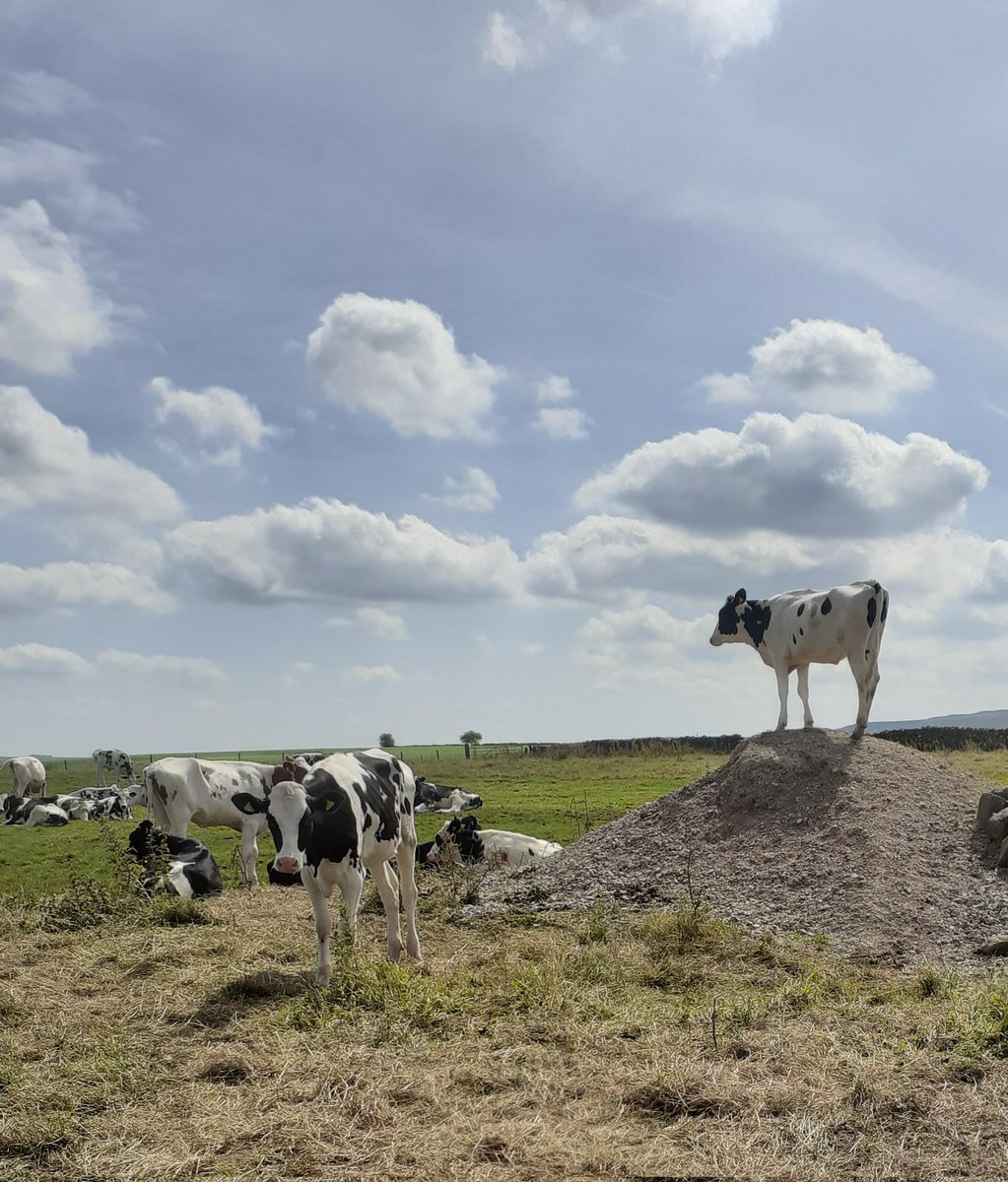 hodder_showcow's tweet photo. She's got that #FridayFeeling   
Wonder what she is telling them all to do....
Blue skies in the #hoddervalley today...mooverlous https://t.co/n4vp4C0Vna