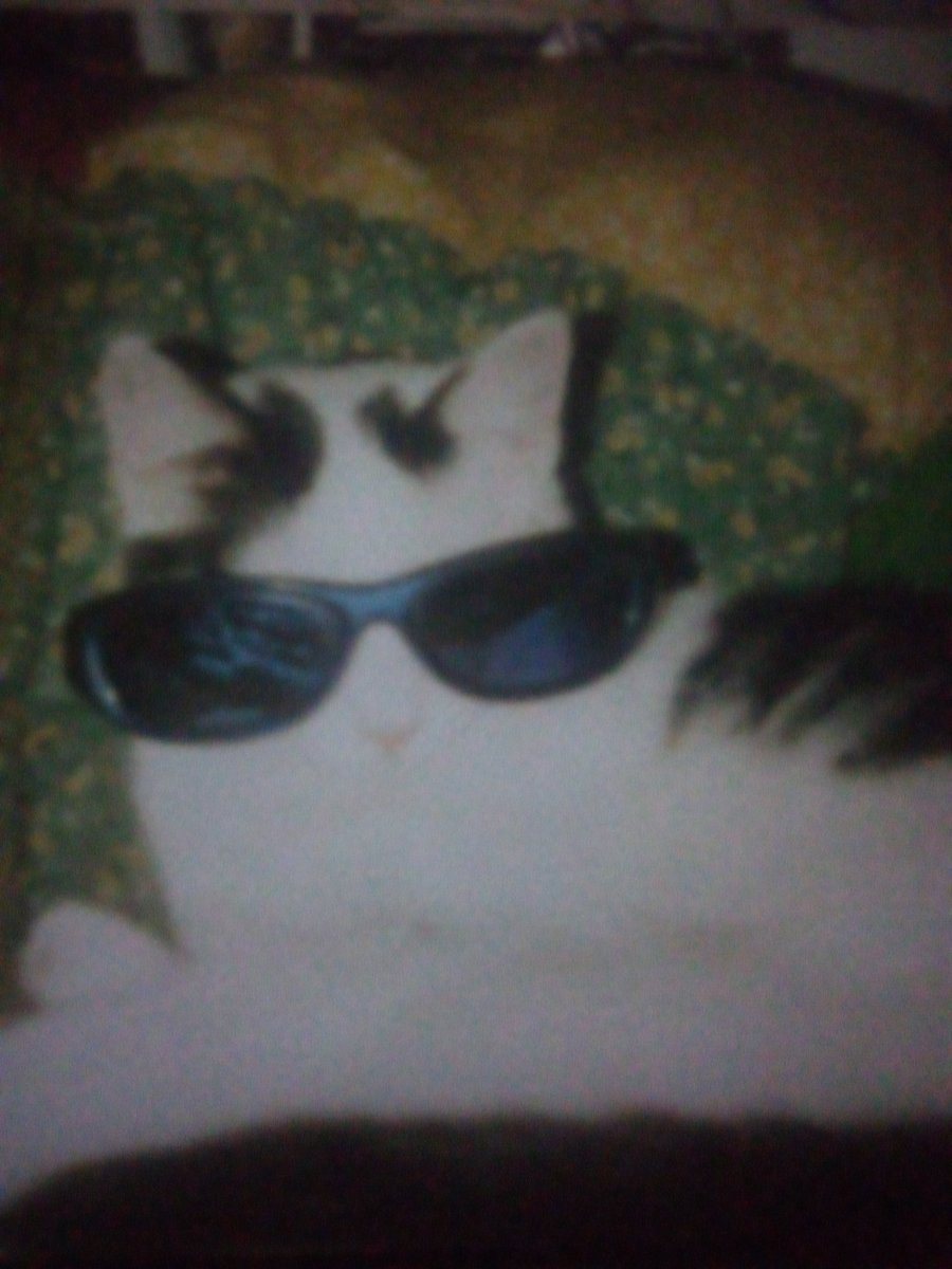 WWENXTGuy's tweet photo. #RIPBoy My Boy hope you with your sister now Love your pets everyday if you have any bc we don't get enough time with them #CatsAreFamily https://t.co/fLsbd16VIS