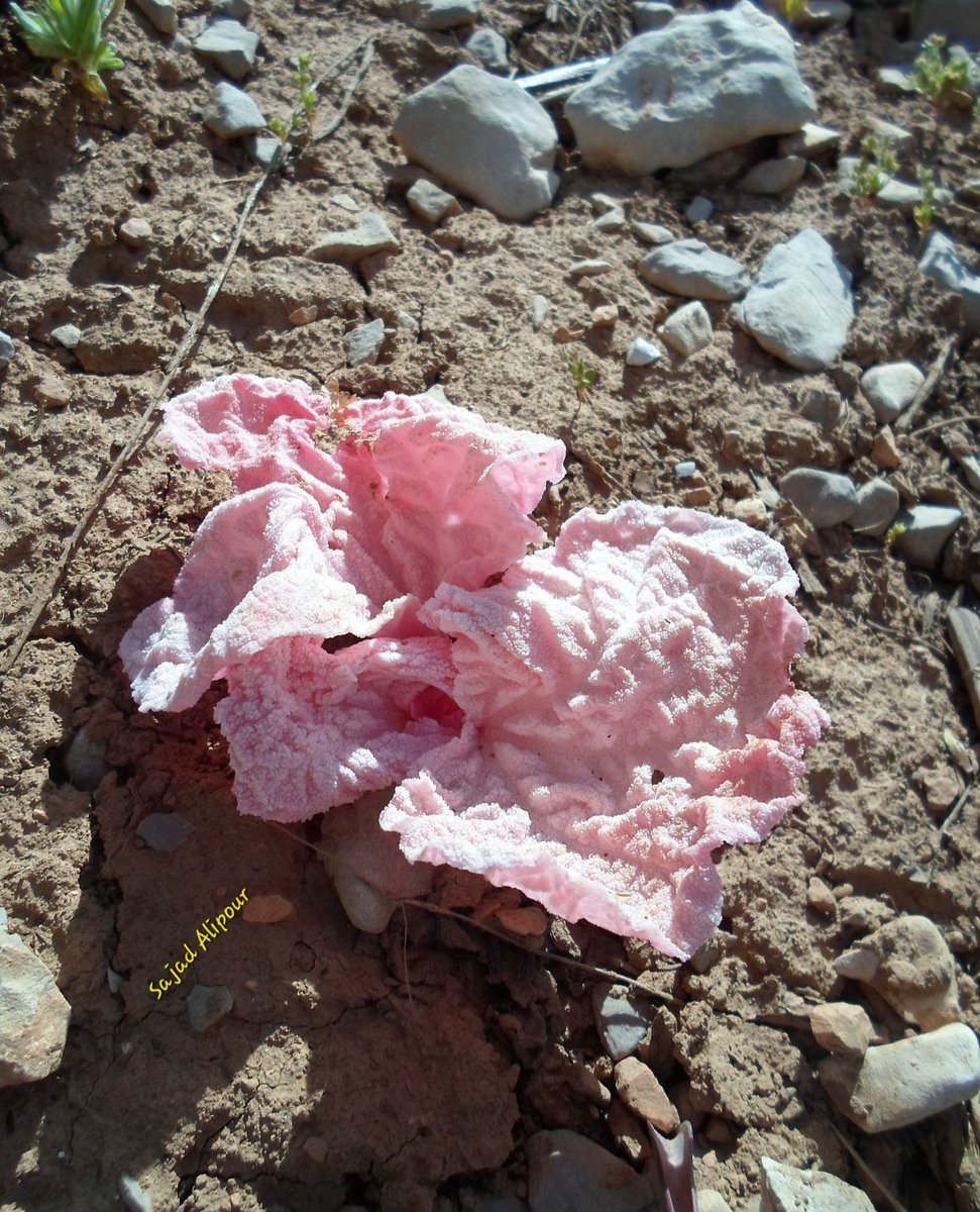 Dr. Sajad Alipour tweet media