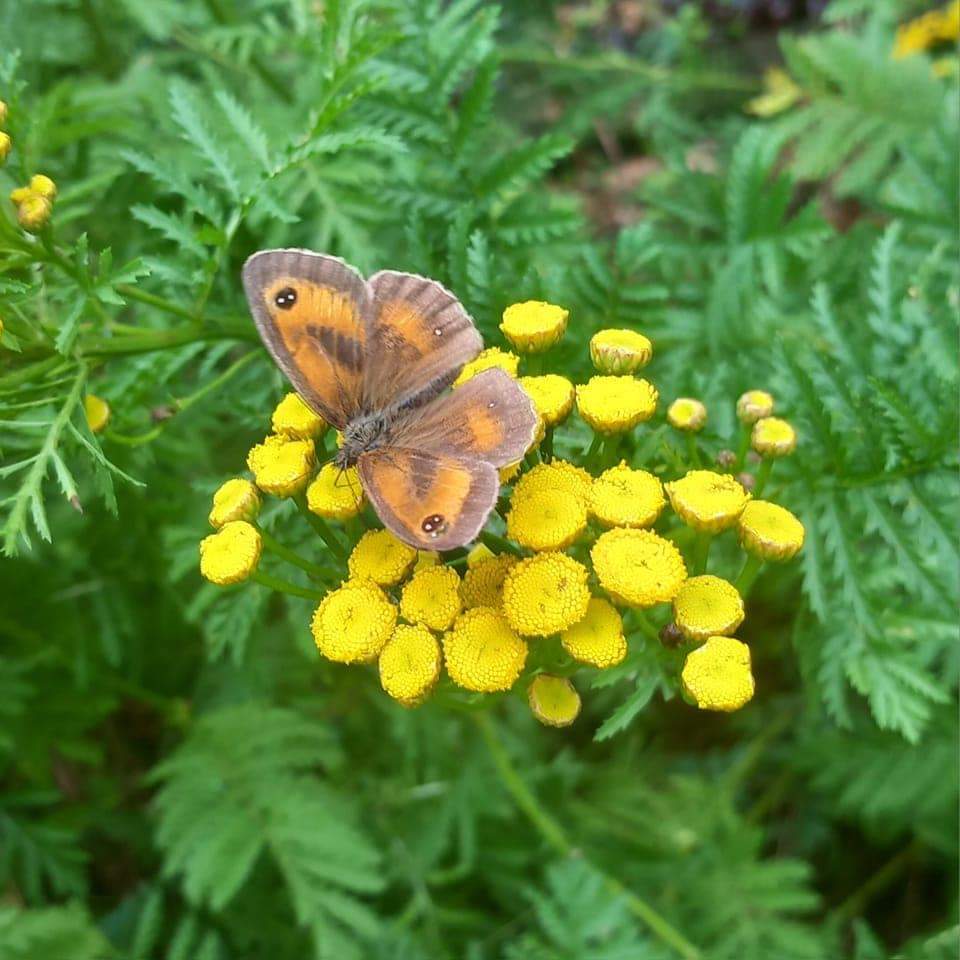 YorkBikeBelles's tweet photo. All A-Flutter! Such a relief to finally see butterflies in the last couple of days. Have you seen any? Do share your sightings with us on here. Or come along to next week's Nature Ride and Walk, when we'll look for butterflies together. 🙂 https://t.co/DtBz9xyr88. #NatureNow https://t.co/tEFnC6ZUmp