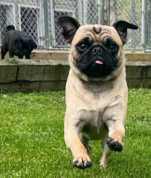 mommasboymushu's tweet photo. CAN'T WAIT ON THE WEEKEND TO GET HERE. THINK I'LL GO FETCH IT! -WINNY #HappyFriday everyone๐๐! #NationalPlayDay #SummerVibes2024 #FridayFun #puglife #dogsoftwitter #dogsofx #pugsoftwitter #WeekendVibes #playtime #fetch #WeekendIsAlmostHere https://t.co/qpNXQojmfi