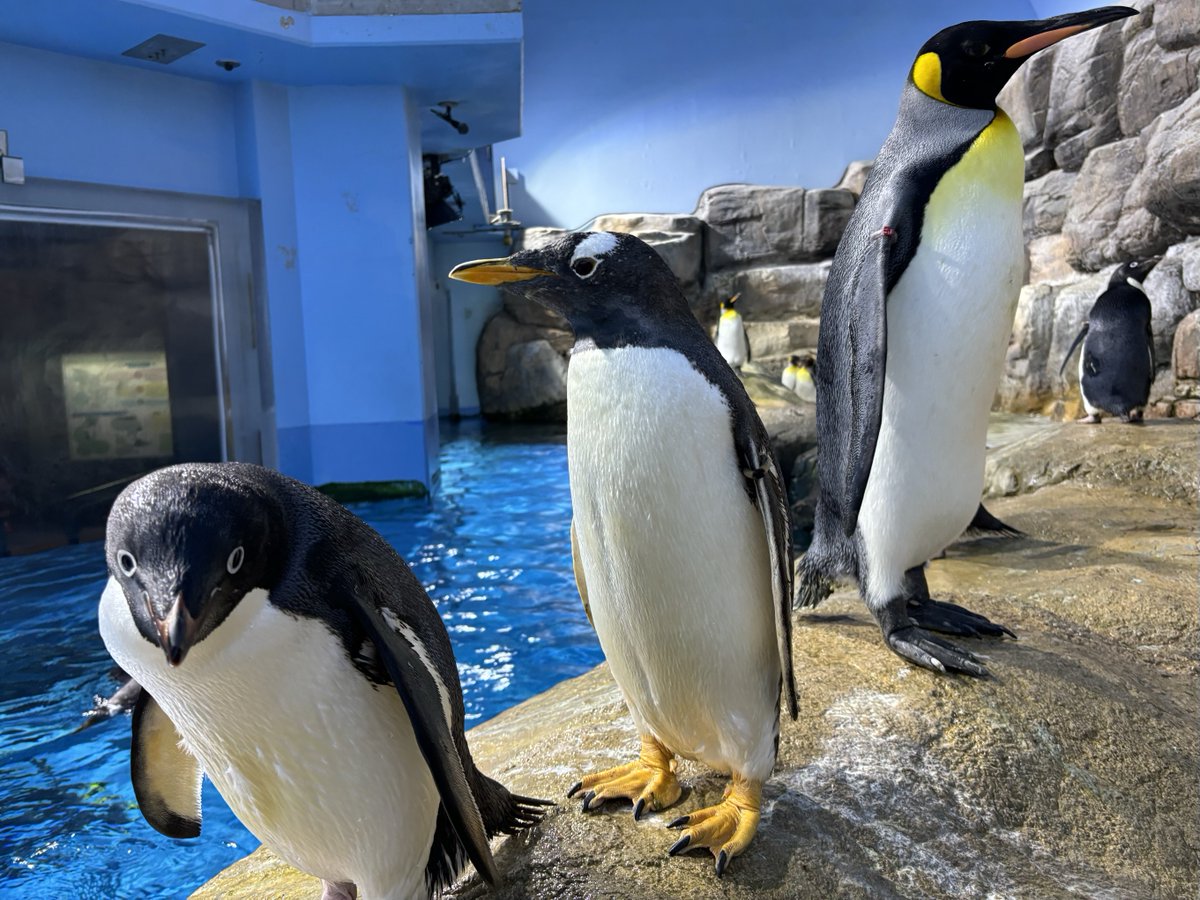 シーパラに暮らすペンギンたち🐧🐧🐧 #アデリーペンギン #ジェンツー